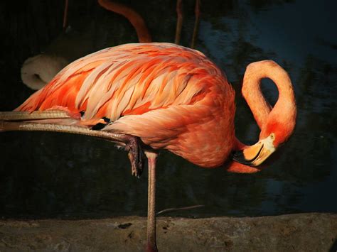 Fluidity and Grace: Understanding the Magic in Flamingo Motion